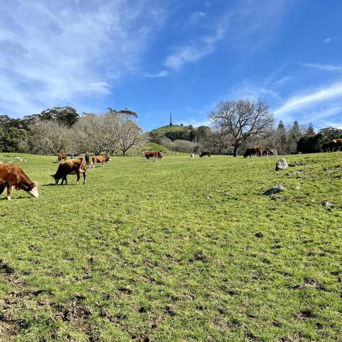 Near Cornwall Park Outer Loop