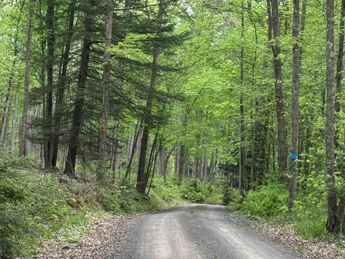 Spring Brook Loop photo 5