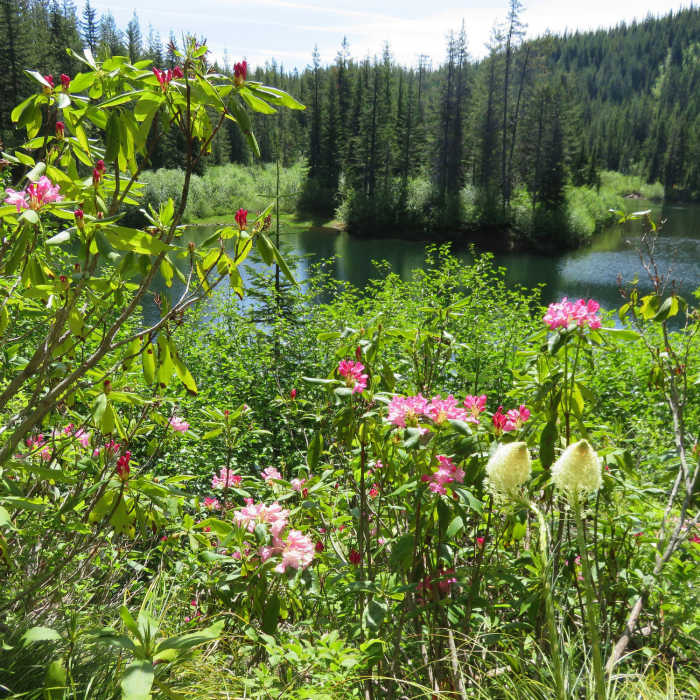 Near Cast Lake Trail #796