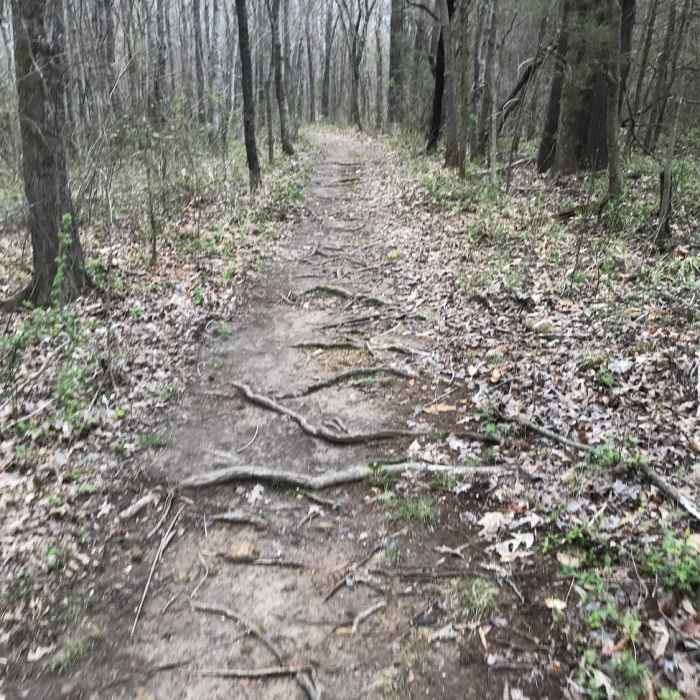 Near Shoals Creek Preserve Loop