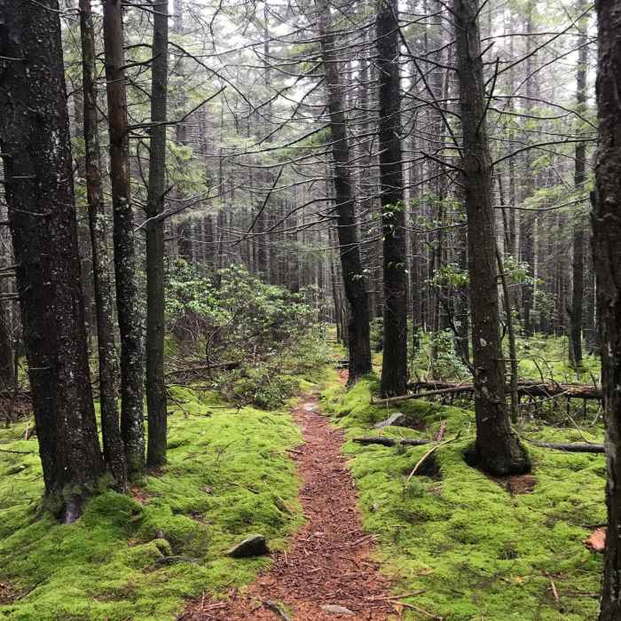 Near Cranberry Wilderness Loop