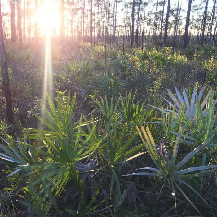 Palms and Pines along Long Pine Key Trail. Near Long Pine Key Loop