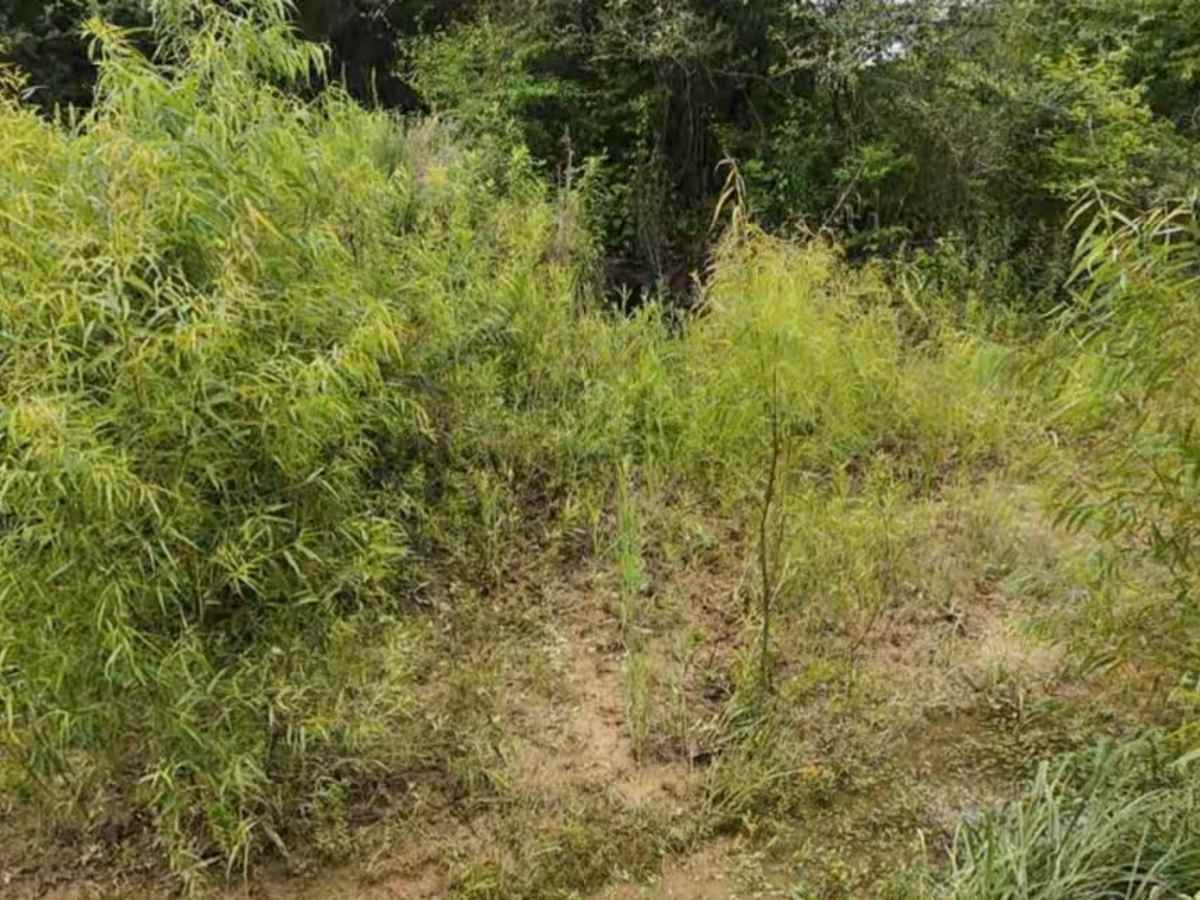 Burnett Trail photo 3
