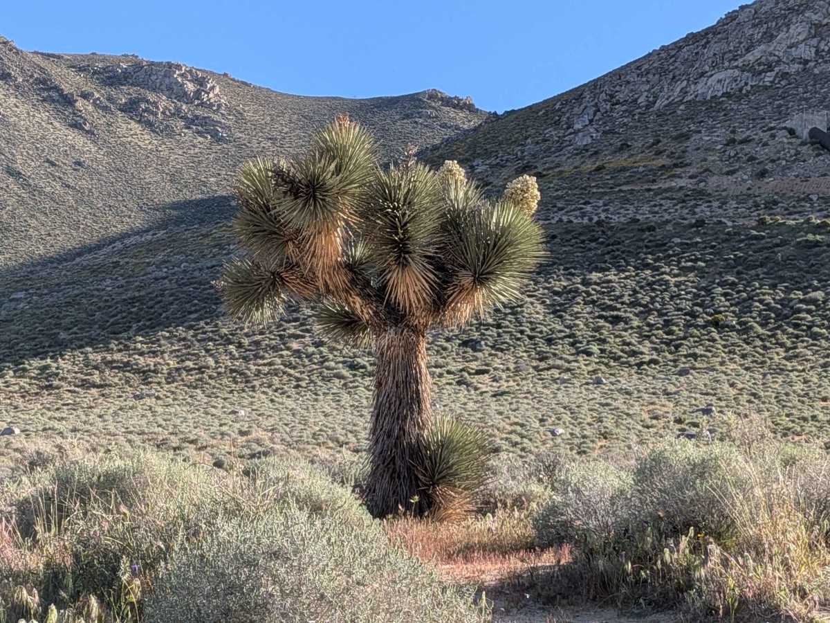 Grapevine Canyon Road - BLM SE128 photo 2