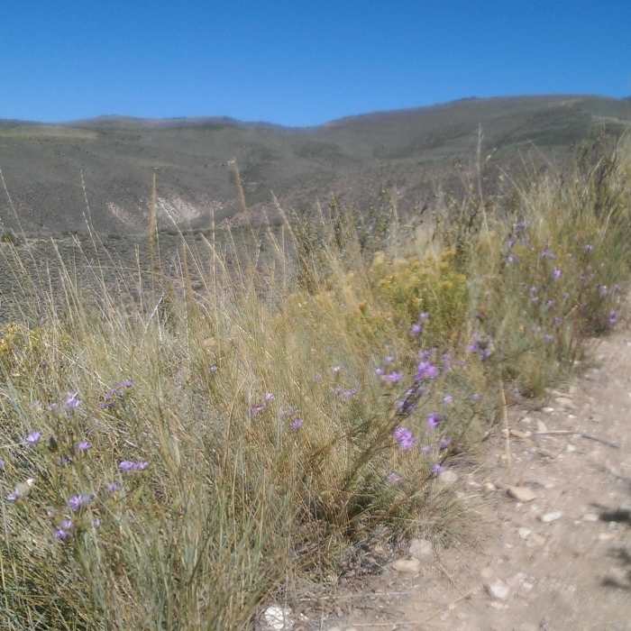 Near Knob Hill Trail