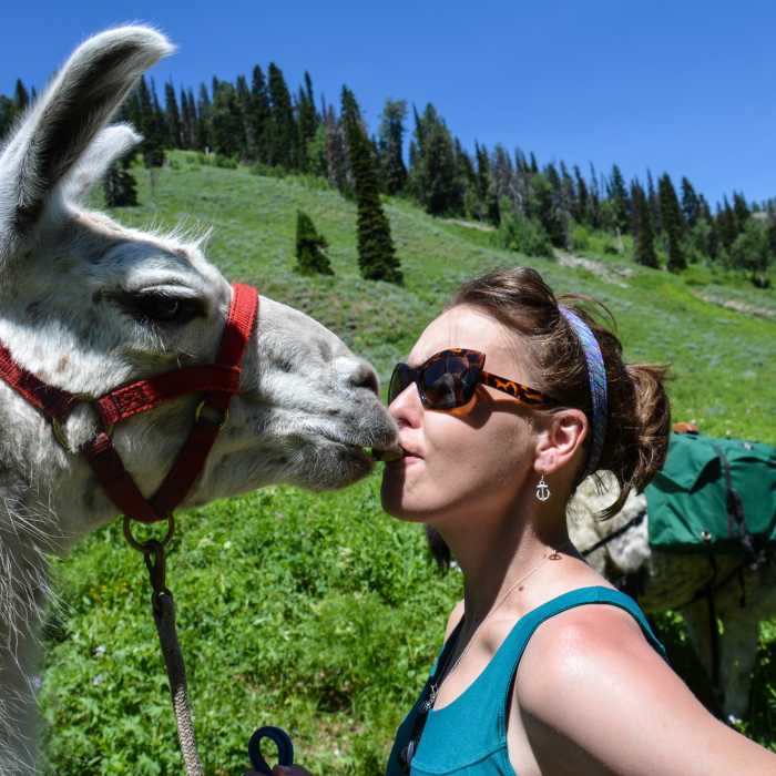 Llama kiss on the multi-use Mail Cabin Trail. Near Mail Cabin Trail