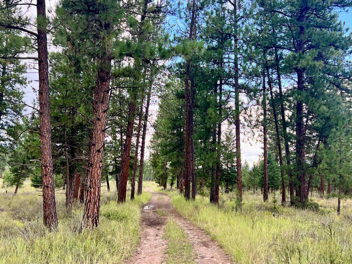 Koocanusa Lookout Loop photo 6