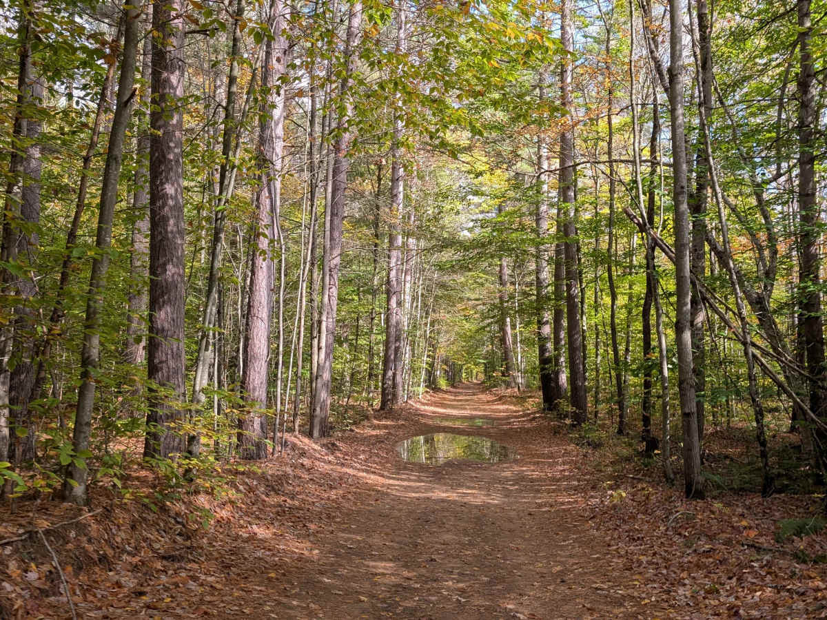 Catherineville State Forest Road photo 3
