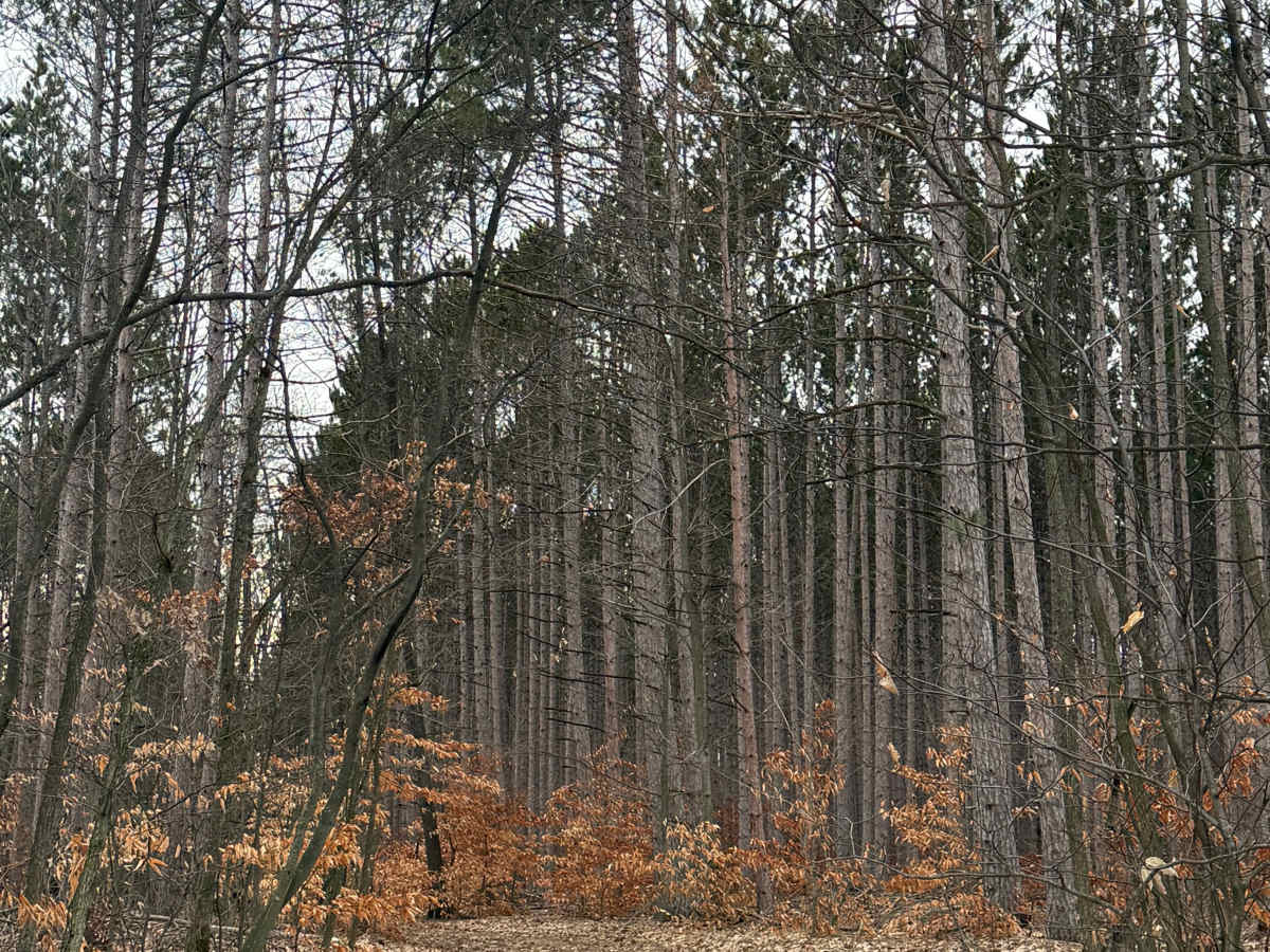 NFS 6097 photo 4