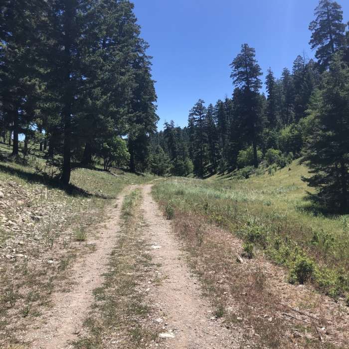 Near Sleepy Grass Trail T11
