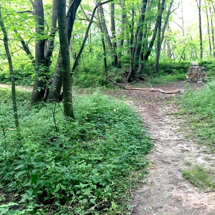 Near McBride Nature Recreation Loop