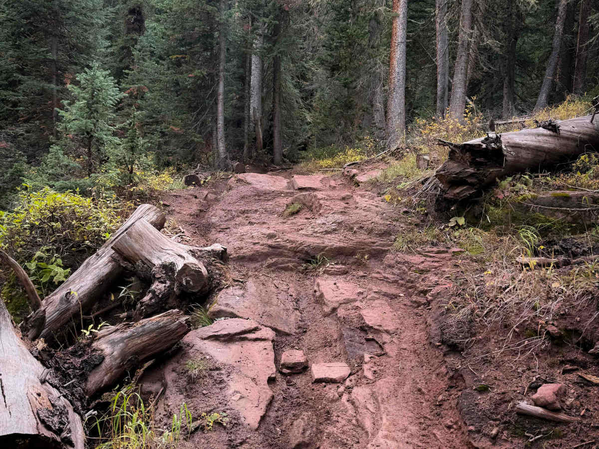 Waterfall Creek Trail - FS 555  photo 2