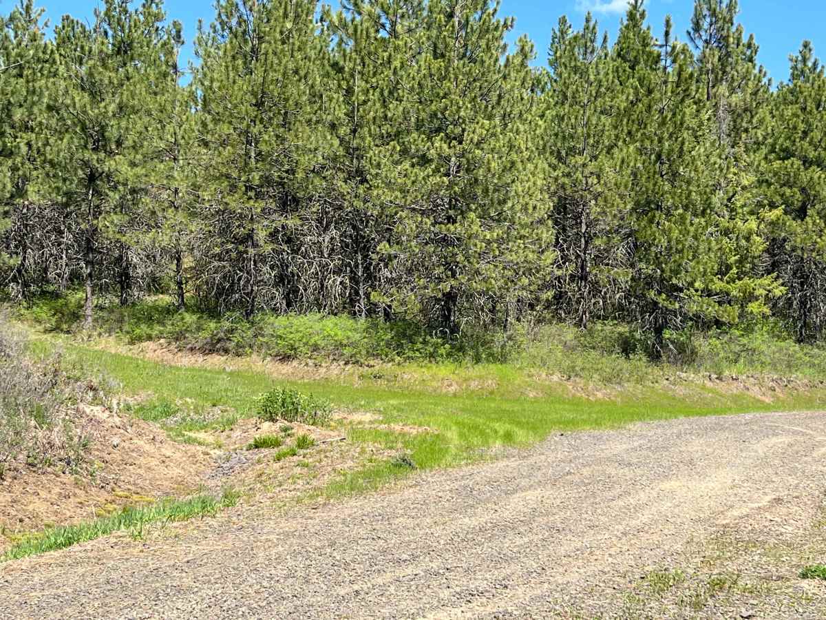 FS 3940 Cutoff Trail photo 3
