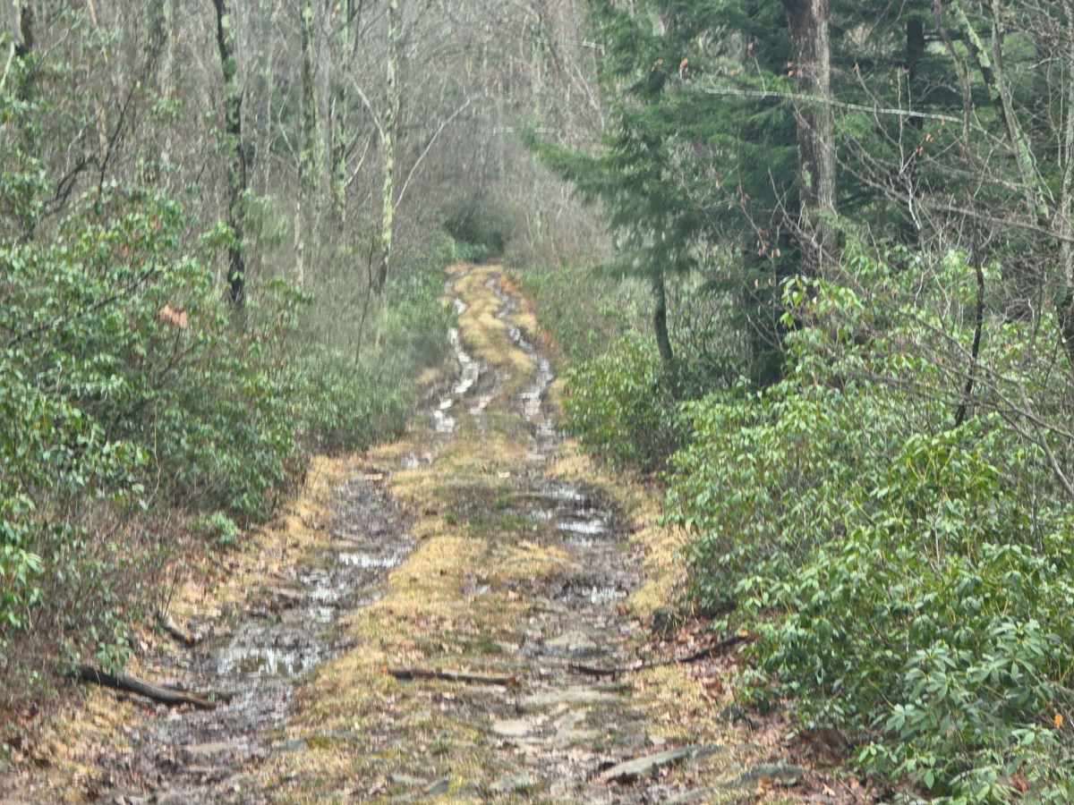 Red Tongue Trail photo 6