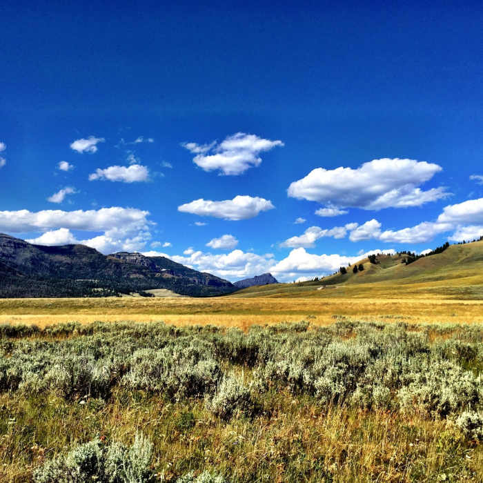 Near Lamar River Out-and-Back