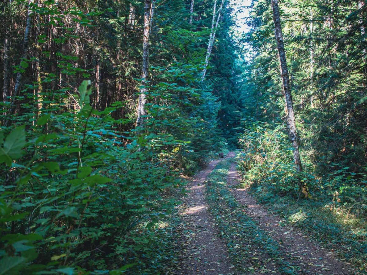 Judd Peak trail photo