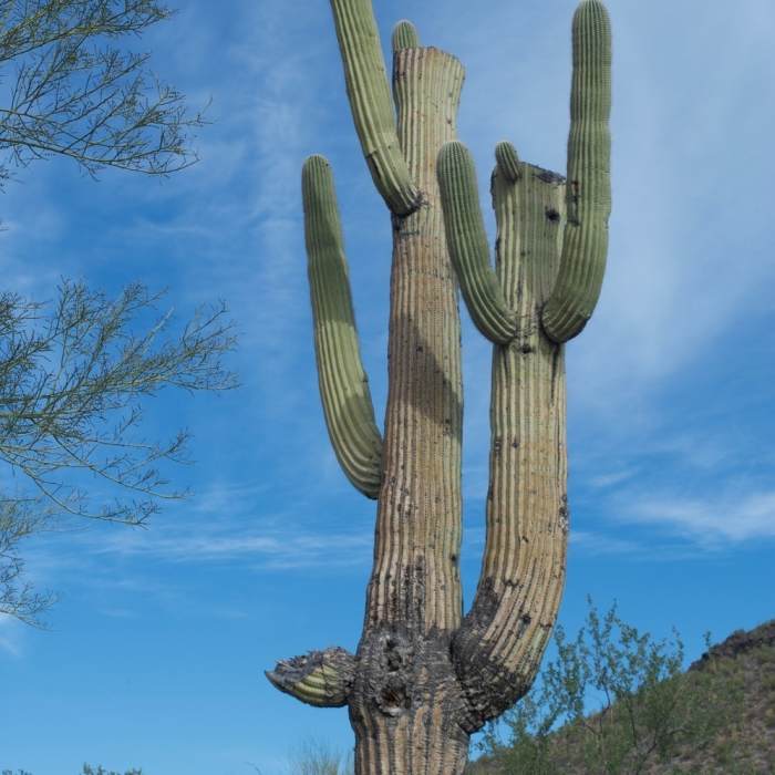 Near Desert View Trail