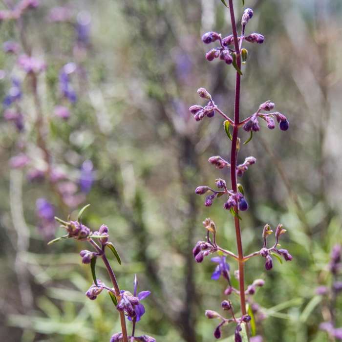 Near Viejas Mountain