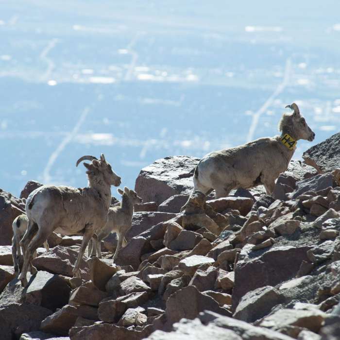Near Pikes Peak Northwest Slopes