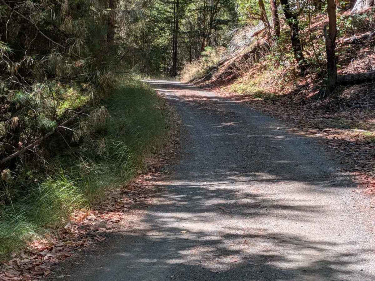 Hall City Creek Road - FS 29N07  photo 6