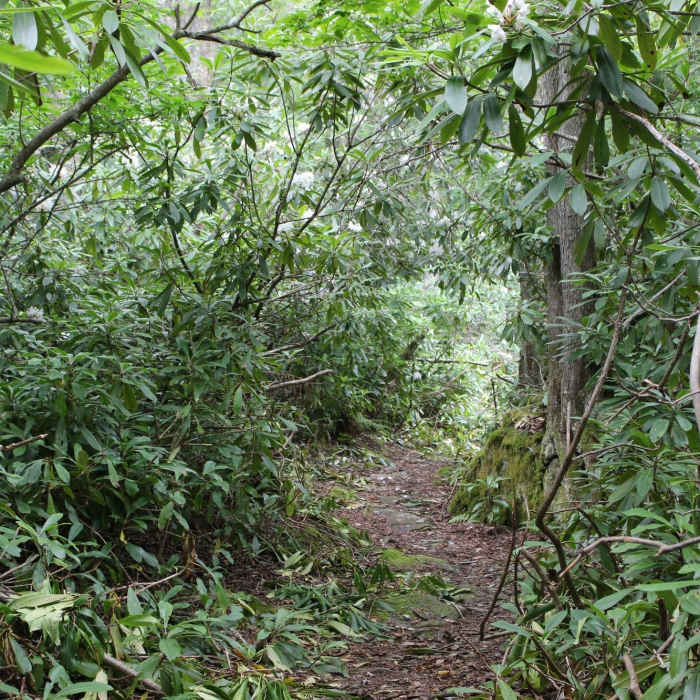 Rhododendrons lining the Table Rock Trail. Near Table Rock Trail #113