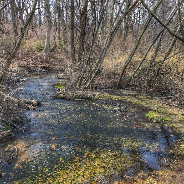Near Makamah Nature Preserve