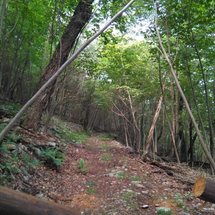 Easy part of the trail. Near Huckleberry Loop