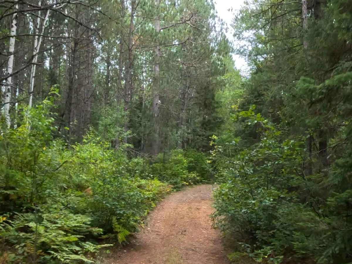 Beaver Road - FS 1892 trail photo