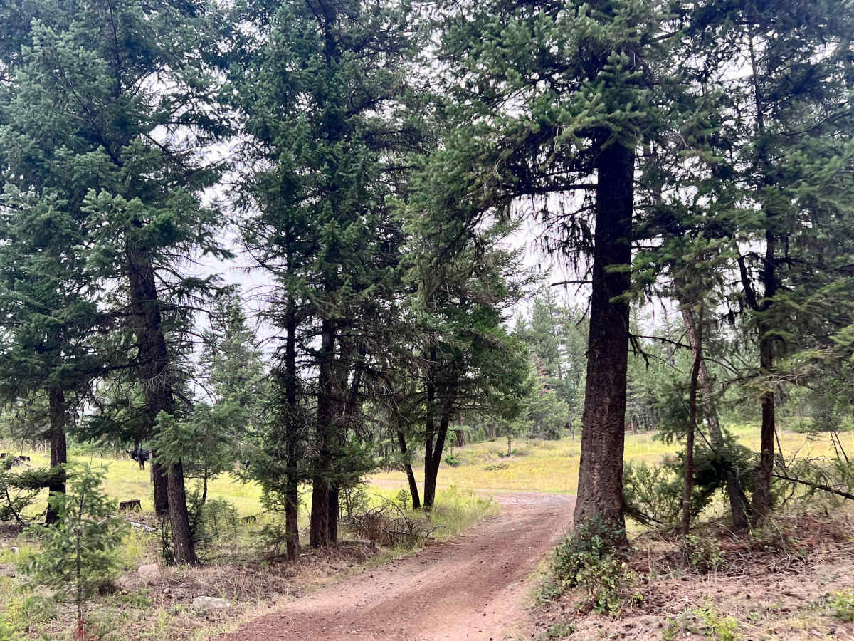 Loon Lake Cutover photo 4