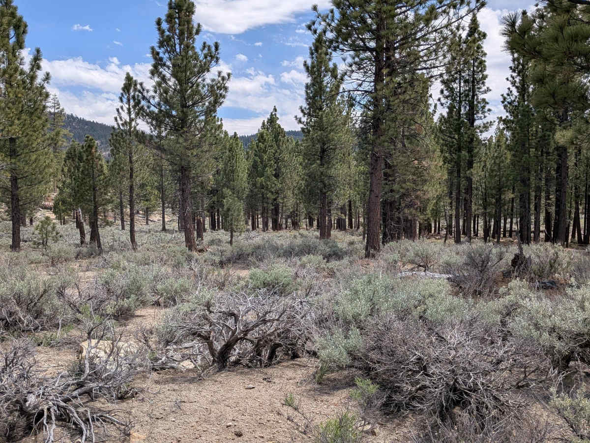 Taylor Creek - FS 24S43 photo 4
