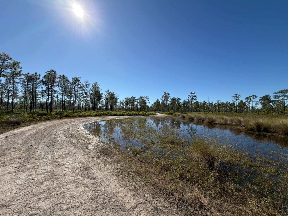 Long Loop Road 4 - Three Lakes WMA photo 4