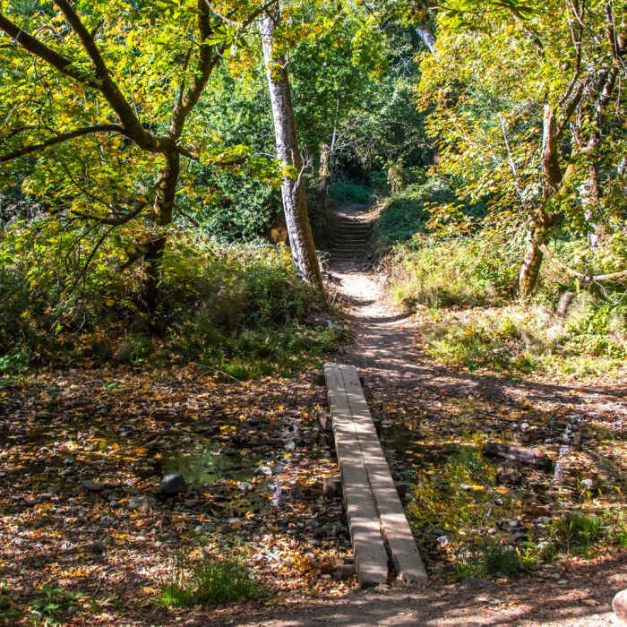 Near Dipsea Trail and Ben Johnson Loop