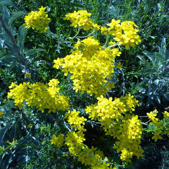 Near Holy Jim Trail #6W03