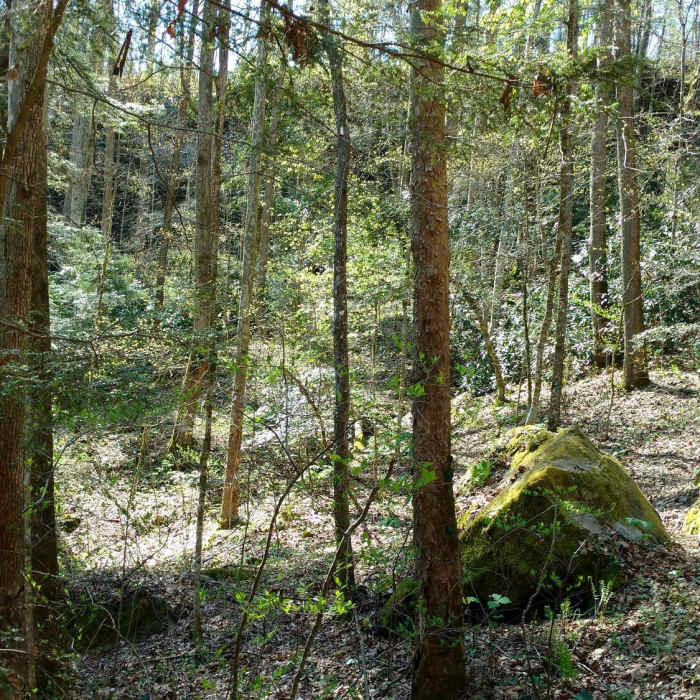 Near Bear Creek Overlook Trail