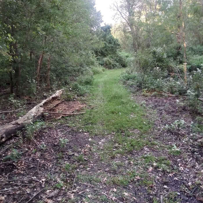 Near Woodlands Trail