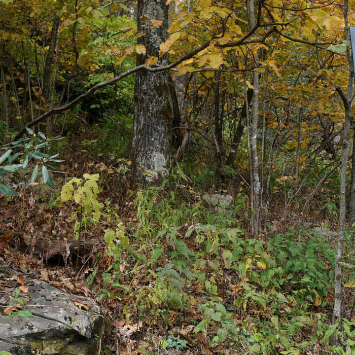 Near Green Knob Trail/Lost Cove Trail