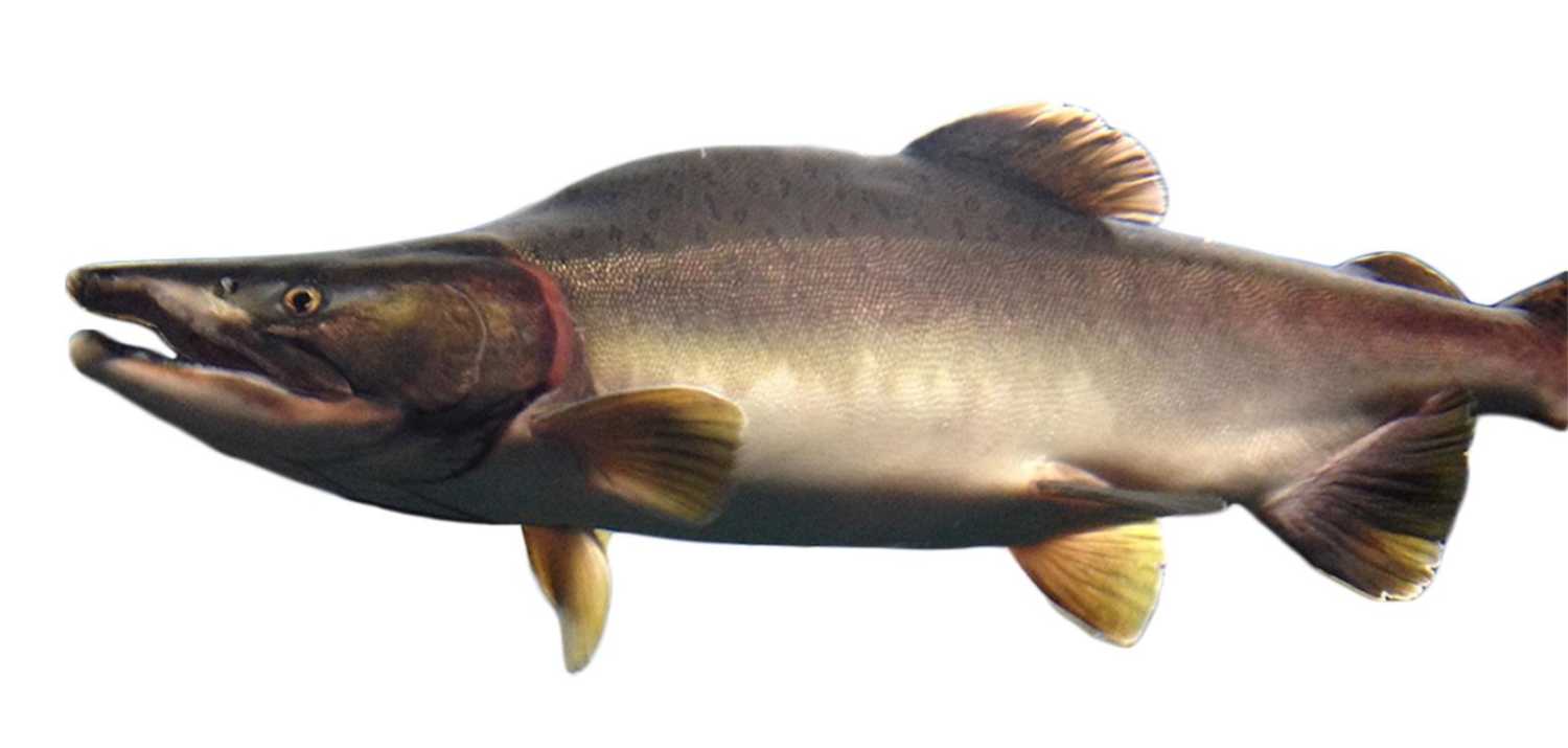 Pink salmon