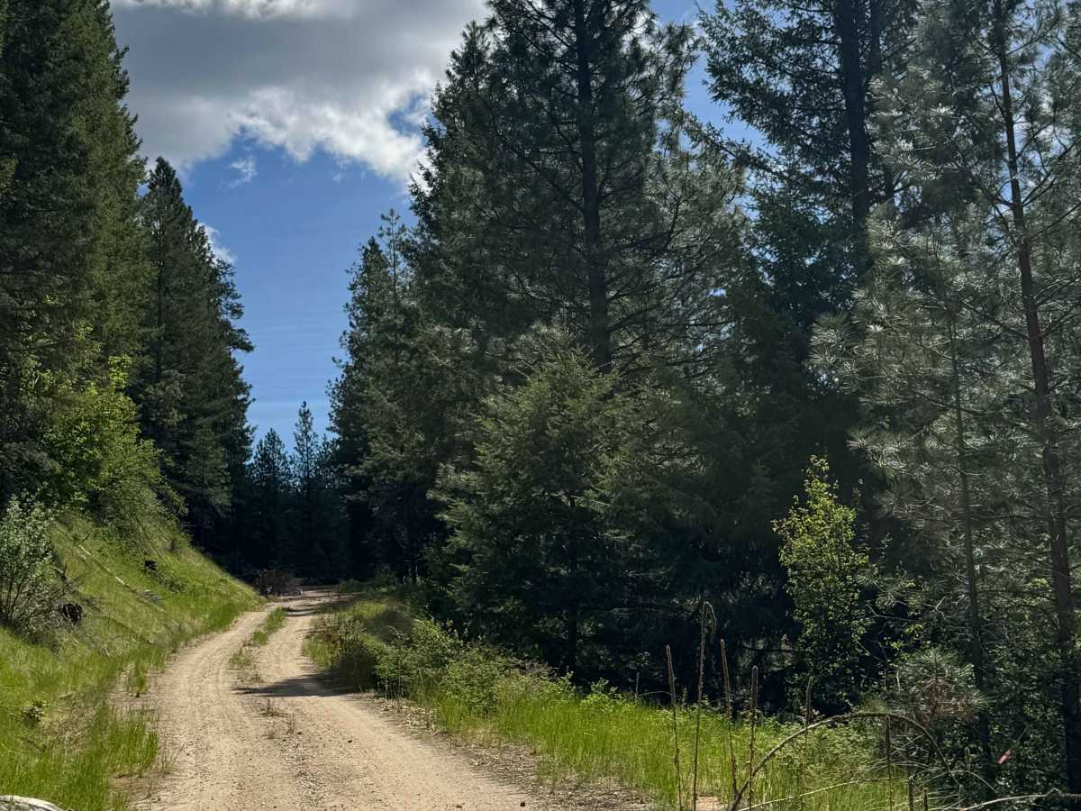 Bridge Creek - FS 2020-120 photo 4