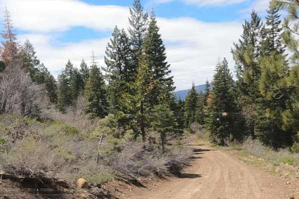 Sugarpine - NF22N55