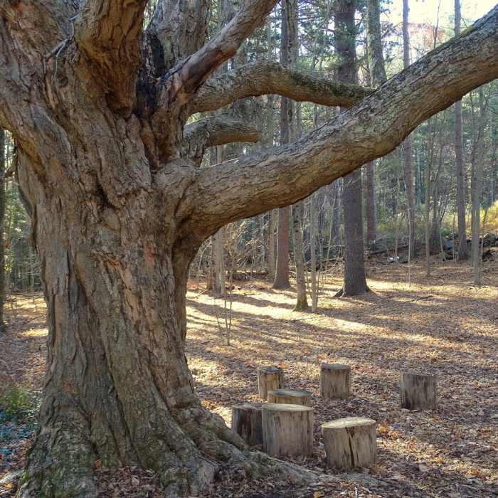 Greeting Tree at trailhead. Near Vernal Pool Loop