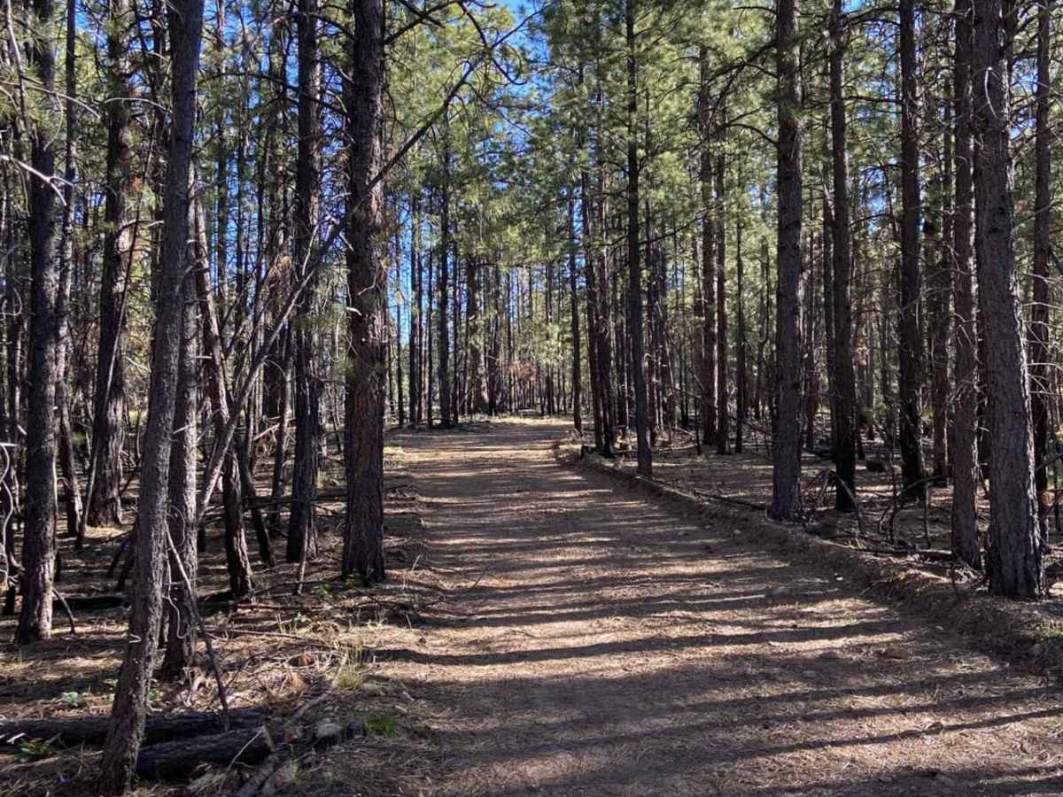 Jacob Lake Burn Piles photo 2