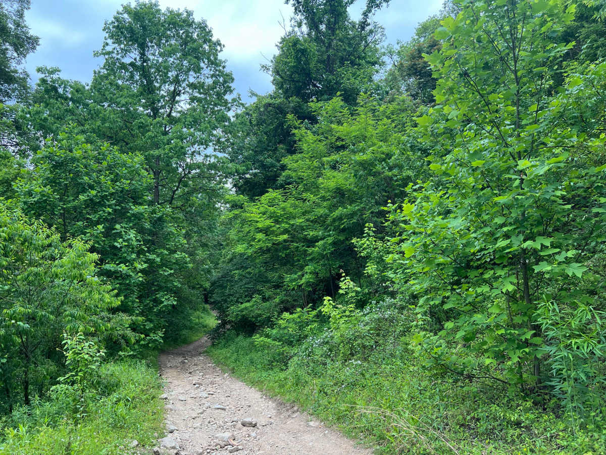 Q65 - Horsemill Hollow photo 3