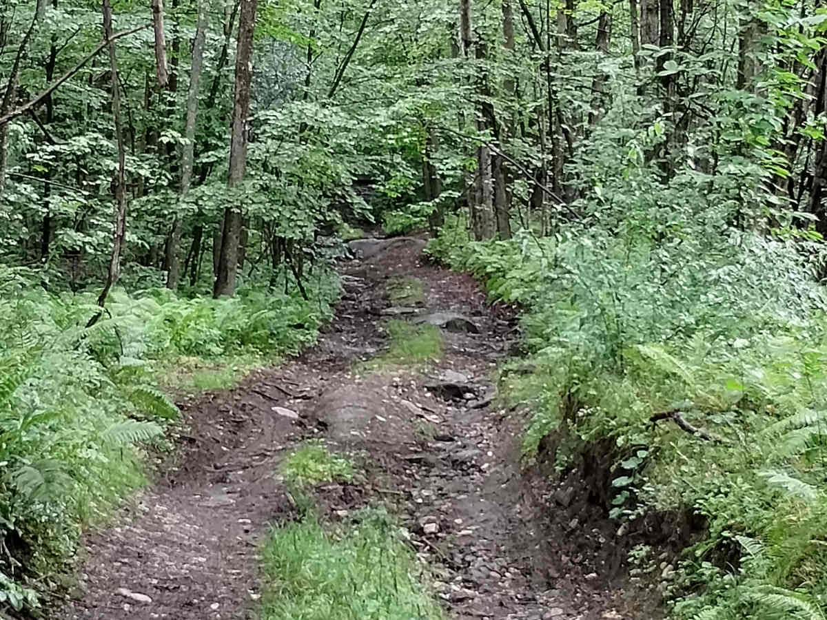 Cliffard Pond Trail trail photo