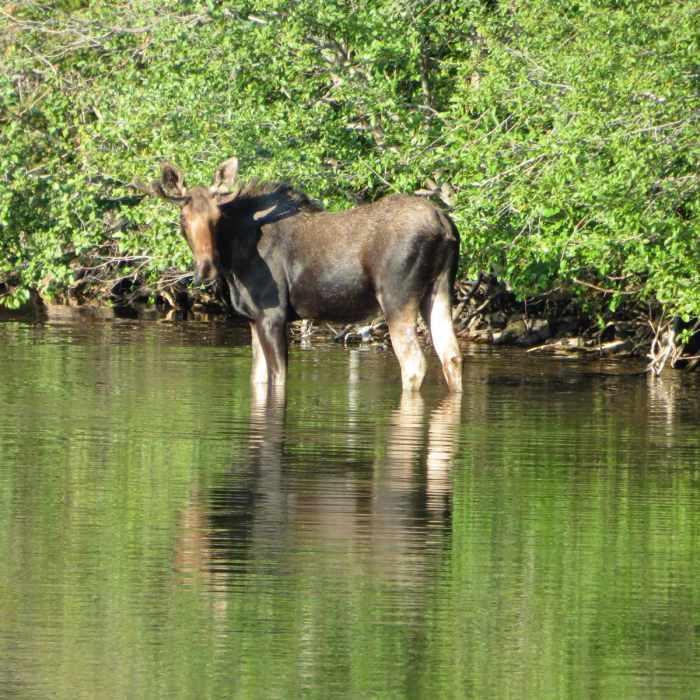 Near Pitamakan/Dawson Loop