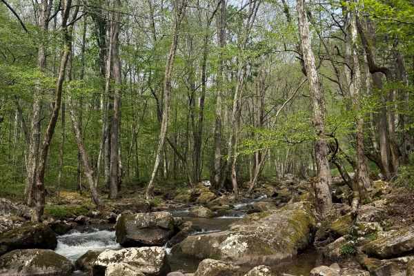 Tumbling Creek Road