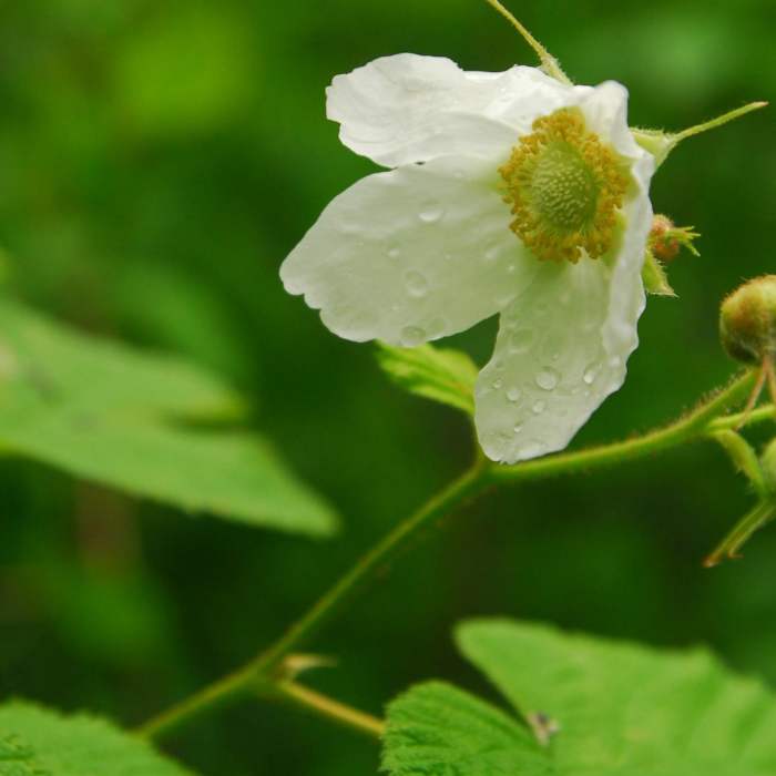Near Bridal Veil Falls, Oregon