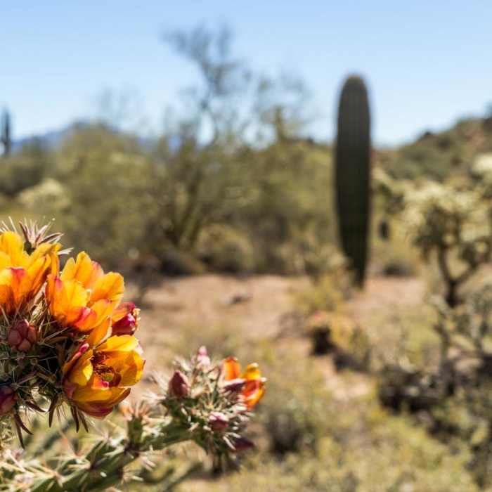 Near Cat Peaks Trail