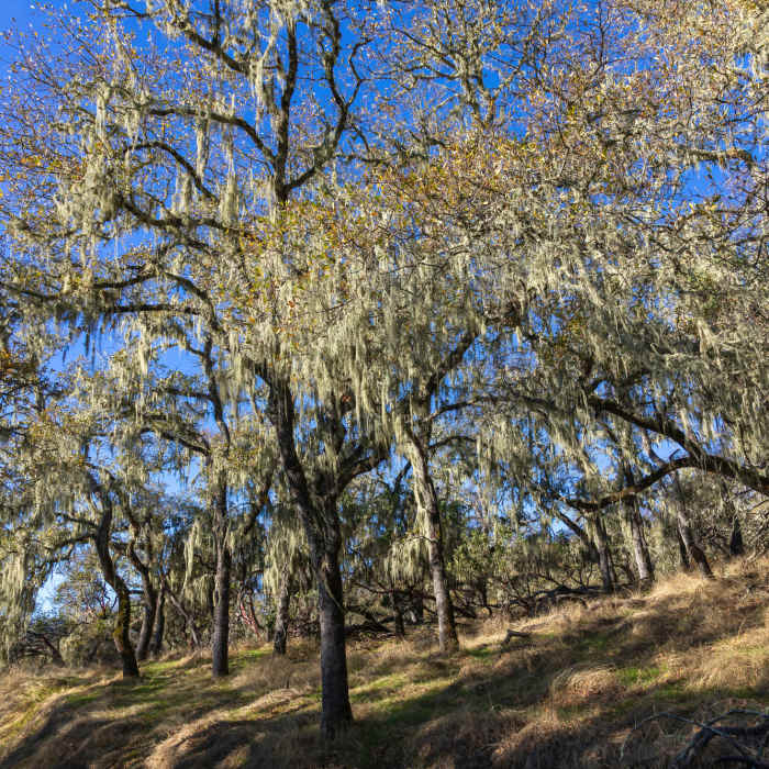 Near Shoreline Trail