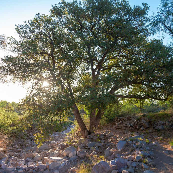 Near Foothills Trail