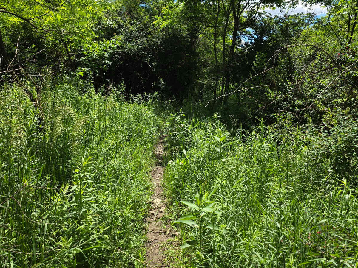 Single Track LL trail photo